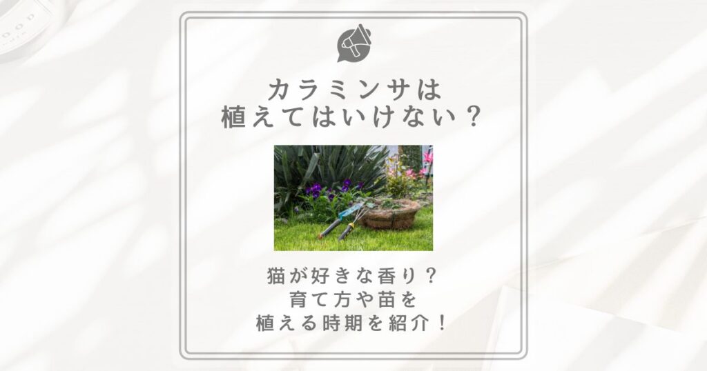 カラミンサ 植えてはいけない